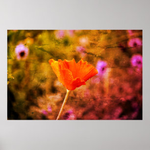 Orange chiffon poppy and wall poster