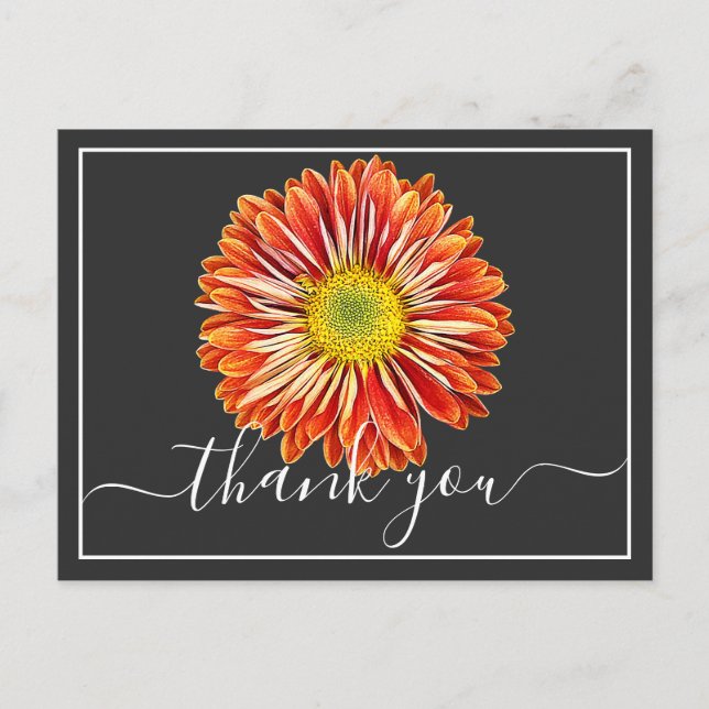 Orange Chrysanthemum Grey Background Thank You Postcard (Front)