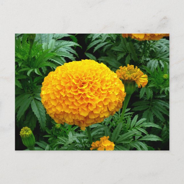Orange Chrysanthemum Postcard (Front)