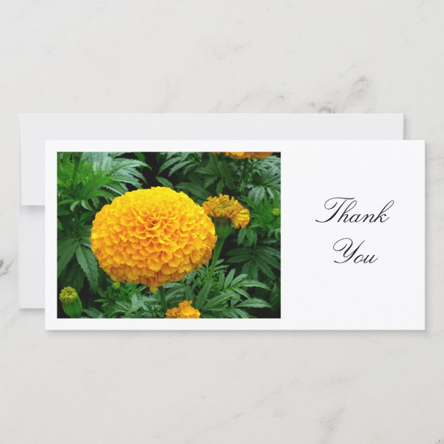 Orange Chrysanthemum - Thank You (Front)