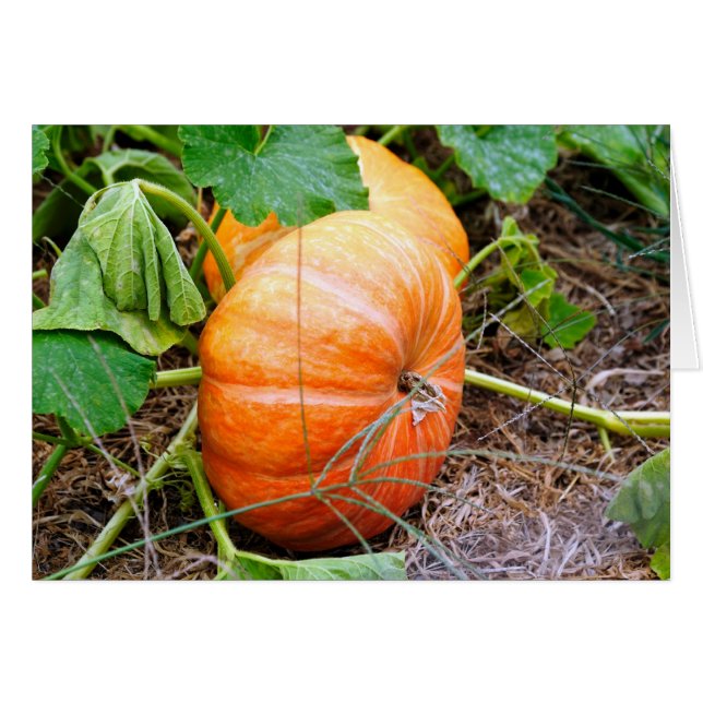 Orange Cinderella Pumpkin (Front Horizontal)