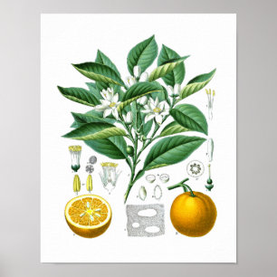 Orange Citrus Fruit Botanical Print no.1 Wall Art.