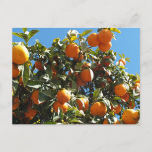 orange, citrus, fruit, fresh, slice, food, ripe, postcard