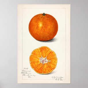 Orange (Citrus Sinensis) by Amanda Almira Newton Poster