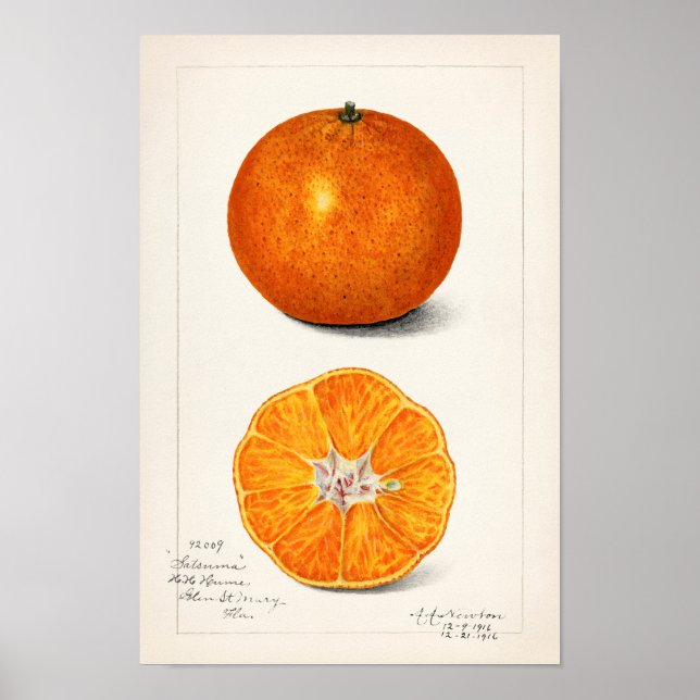 Orange (Citrus Sinensis) Fruit Watercolor Painting Poster (Front)