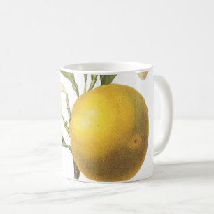 orange(Citrus sp.) by Redouté Coffee Mug