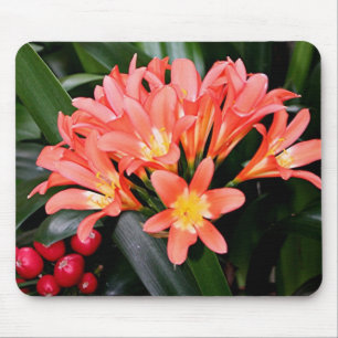 Orange Clivia flowers in bloom Mouse Pad