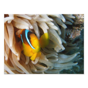 Orange Clown Fish Photo Print