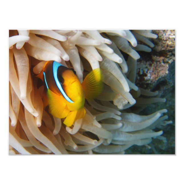 Orange Clown Fish Photo Print (Front)