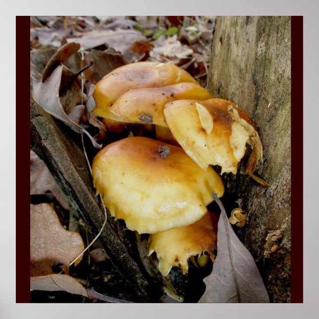 Orange Colony Mushrooms Poster (Front)