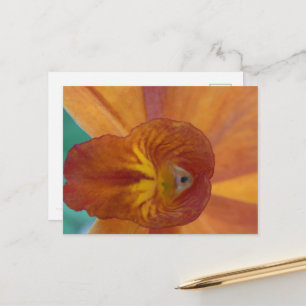 Orange Color Cattleya orchid flower. Postcard