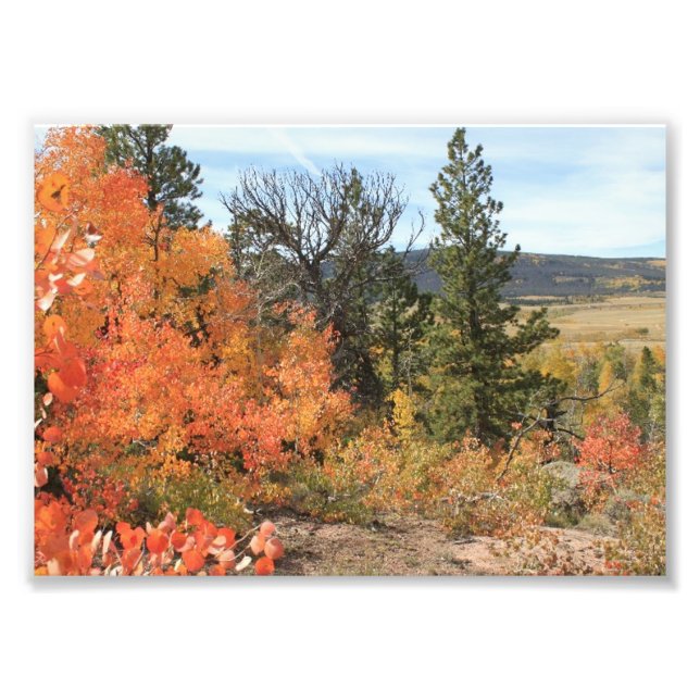 Orange Colorado Aspen Photo Print (Front)