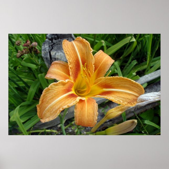 Orange colour daylily -tiger lily- flower. poster (Front)
