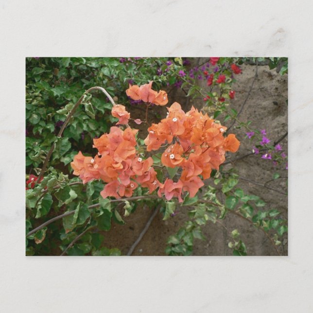 Orange Coloured Flowers Postcard (Front)