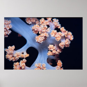 Orange-coloured soft coral poster