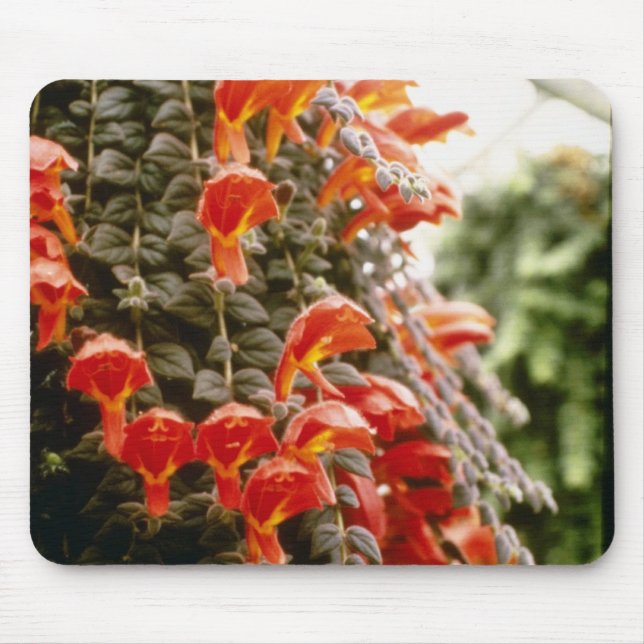 Orange Columnea Gloriosa Goldfish Plant flowers Mouse Pad (Front)
