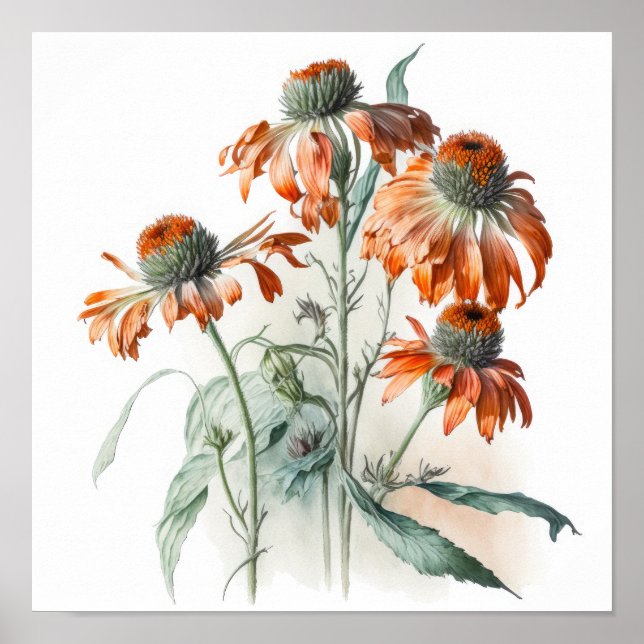 Orange Coneflowers Art Print Poster (Front)