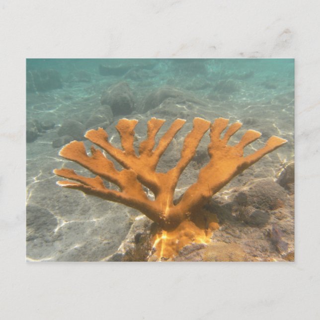 Orange Coral Postcard (Front)