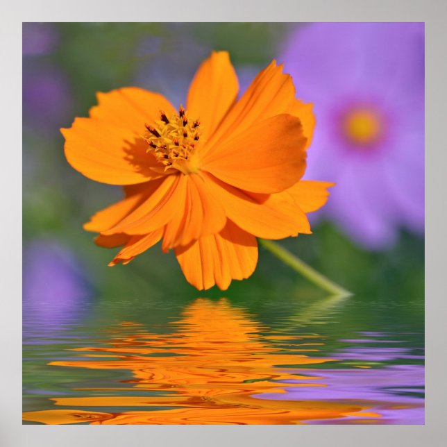 Orange cosmos flower above the water poster (Front)