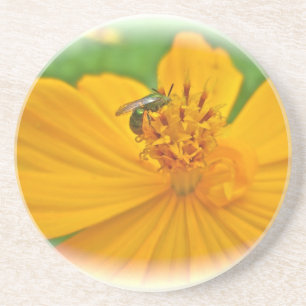 Orange Cosmos Flower and Sollitary Bee Coaster