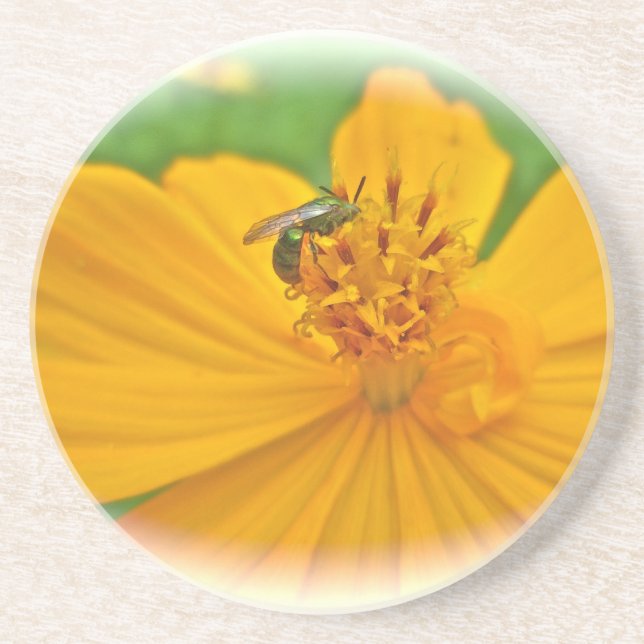Orange Cosmos Flower and Sollitary Bee Coaster (Front)