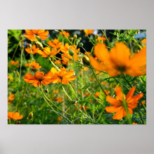 Orange Cosmos Flowers Poster (Front)