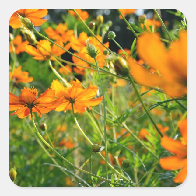 Orange Cosmos Flowers  Square Sticker (Front)