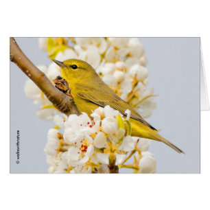 Orange-Crowned Warbler Amid the Cherry Blossoms