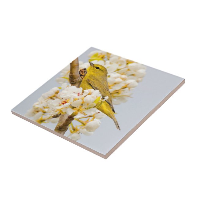 Orange-Crowned Warbler Amid the Cherry Blossoms Ceramic Tile (Side)