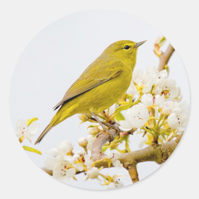Orange-Crowned Warbler Amid the Cherry Blossoms Classic Round Sticker (Front)