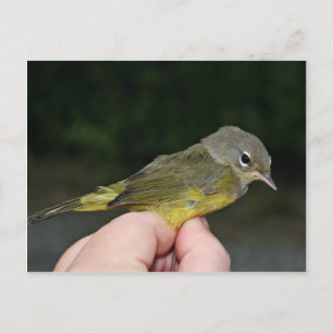 Orange-crowned Warbler in Hand Postcard
