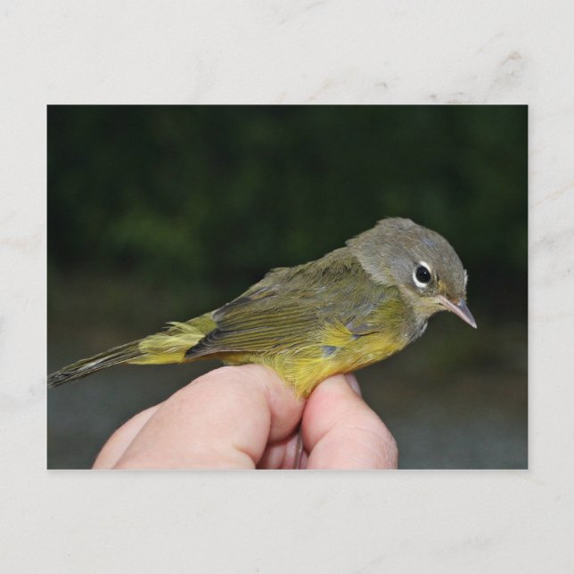 Orange-crowned Warbler in Hand Postcard (Front)