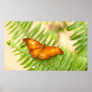 Orange Cruiser butterfly poster