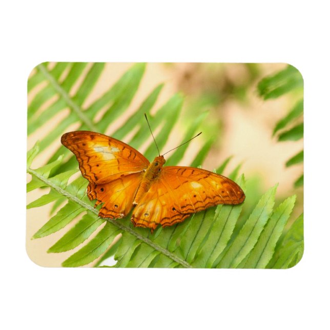 Orange Crusier butterfly Magnet (Horizontal)