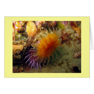Orange Cup Coral
