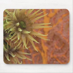 Orange cup coral mouse pad