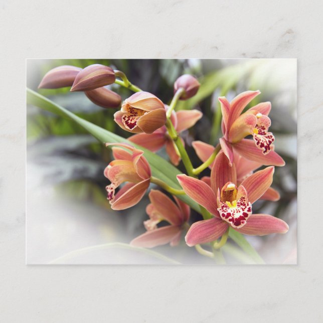 Orange Cymbidium Orchid Flowers Postcard (Front)