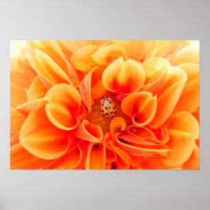 Orange Dahlia and Ladybug Poster