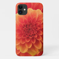 Orange Dahlia