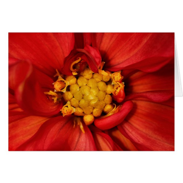 Orange Dahlia Flower (Front Horizontal)