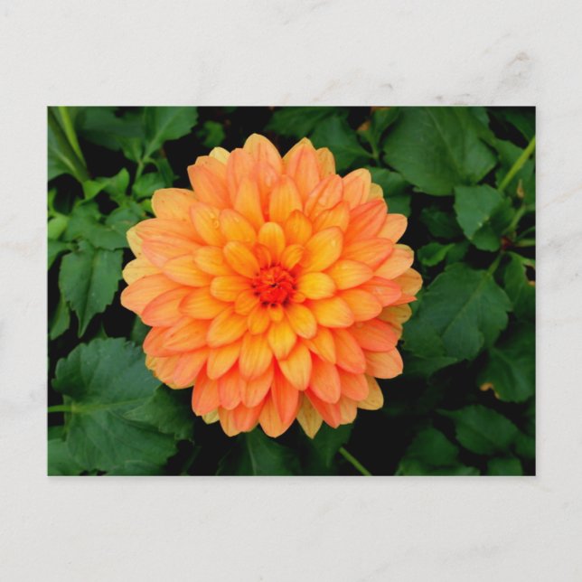 Orange Dahlia - Flower and Garden Postcard (Front)