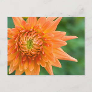 Orange Dahlia Postcard