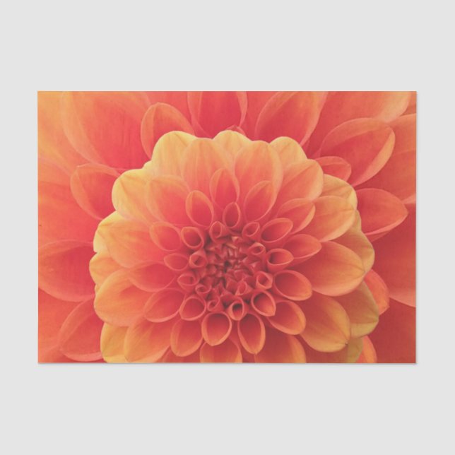 Orange Dahlia Tissue Paper (Front)