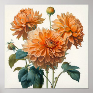 Orange Dahlias Flower Art Print Poster