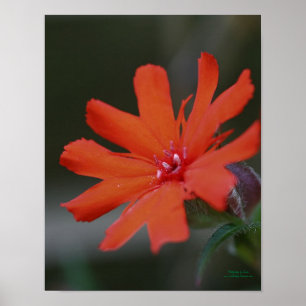 Orange Daisy Flower Close Up Poster