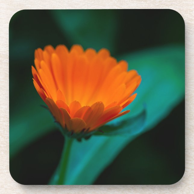 Orange daisy flower coaster (Front)