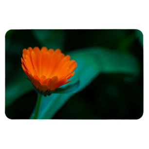 Orange daisy flower magnet