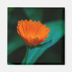 Orange daisy flower magnet
