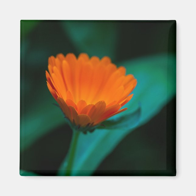 Orange daisy flower magnet (Front)