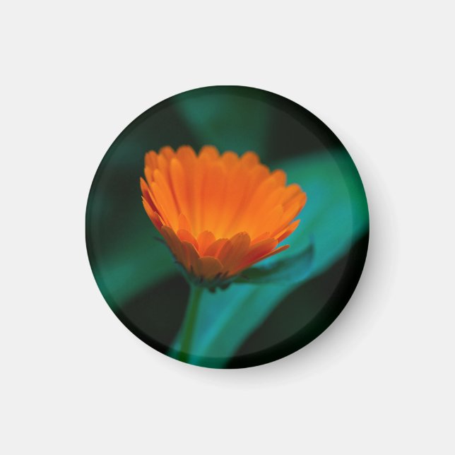 Orange daisy flower magnet (Front)